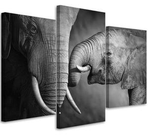 Obraz na plátně třídílný Slon černobílý - 90x60 cm