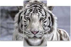 Obraz na plátně třídílný Tygr divoké zvíře černá bílá - 60x40 cm