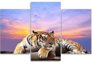 Obraz na plátně třídílný Tygr divoká zvířata - 60x40 cm