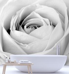 Fototapeta, Bílé květy růží - 150x150 cm
