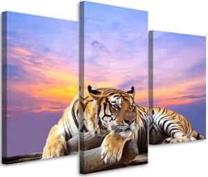 Obraz na plátně třídílný Tygr divoké zvíře - 60x40 cm