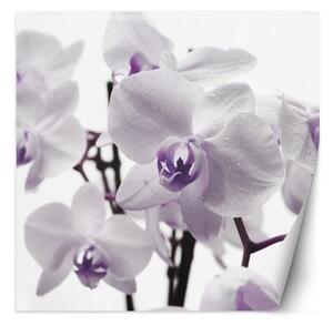 Fototapeta, Fialové okvětní lístky orchidejí - 200x200 cm