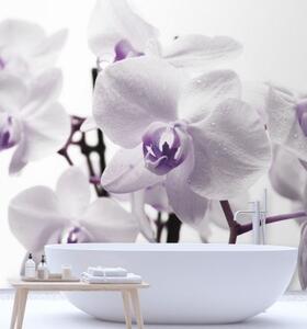 Fototapeta, Fialové okvětní lístky orchidejí - 100x100 cm