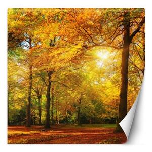 Fototapeta, Podzimní les na slunci - 200x200 cm
