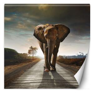 Fototapeta, Slon na cestě zvíře - 150x150 cm