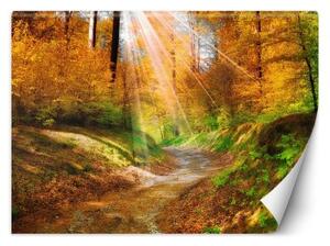 Fototapeta, Podzimní lesní příroda - 350x245 cm