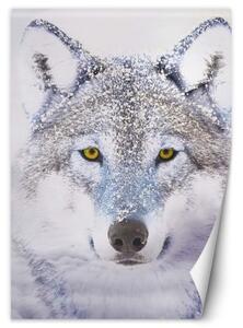 Fototapeta, Portrét vlka v zimě - 100x140 cm