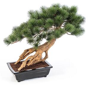 Umělá Bonsai Bonsai borovice Parviflor v květináči deluxe, 55cm