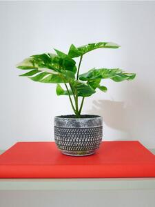 Sinsay - Okrasná rostlina v květináči – monstera - zelená