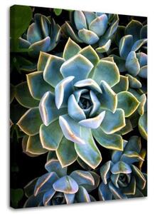 Obraz na plátně Květina Sukulentní příroda - 40x60 cm
