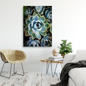 Obraz na plátně Sukulentní květiny - 40x60 cm