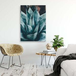 Obraz na plátně Sukulentní květinové listy - 40x60 cm