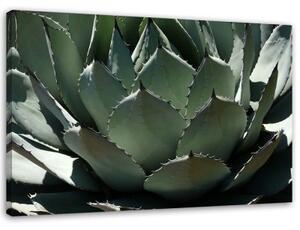 Obraz na plátně Sukulentní rostlina zelená - 120x80 cm