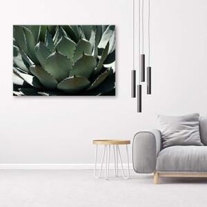 Obraz na plátně Agáve Rostlina zelená - 60x40 cm