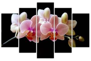 Obraz na plátně pětidílný Růžová orchidej - 150x100 cm