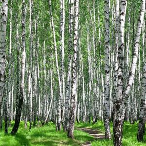 Ozdobný paraván Příroda březového lesa - 110x170 cm, třídílný, klasický paraván