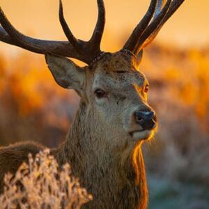 Ozdobný paraván Západ slunce jelenů - 110x170 cm, třídílný, klasický paraván