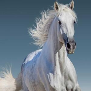 Ozdobný paraván Bílý cválající kůň - 110x170 cm, třídílný, klasický paraván