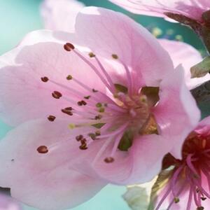 Ozdobný paraván Růžový květ jabloně - 180x170 cm, pětidílný, klasický paraván