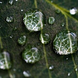 Ozdobný paraván Zelené listy kapky vody - 145x170 cm, čtyřdílný, klasický paraván