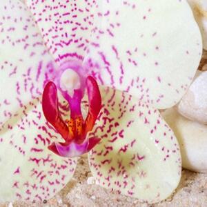 Ozdobný paraván Orchidej - 180x170 cm, pětidílný, klasický paraván