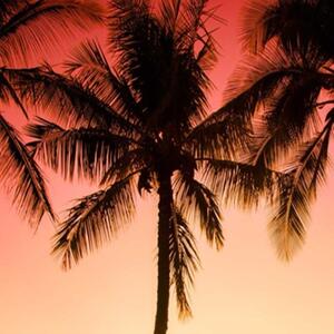 Ozdobný paraván Palm trees Beach Sun - 145x170 cm, čtyřdílný, klasický paraván