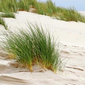 Ozdobný paraván Plážové duny tráva - 110x170 cm, třídílný, klasický paraván