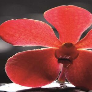 Ozdobný paraván Červený zenový květ - 145x170 cm, čtyřdílný, klasický paraván
