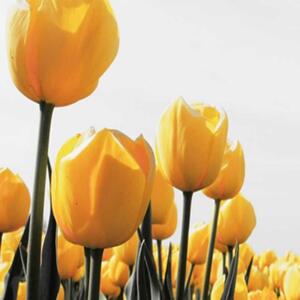Ozdobný paraván Žluté tulipány Květiny - 180x170 cm, pětidílný, klasický paraván