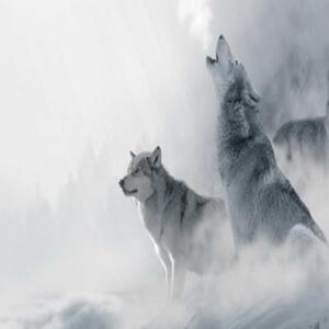 Ozdobný paraván vlci zvířata lesní mlha - 180x170 cm, pětidílný, klasický paraván