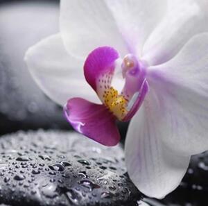 Ozdobný paraván Zenové orchidejové kameny - 180x170 cm, pětidílný, klasický paraván