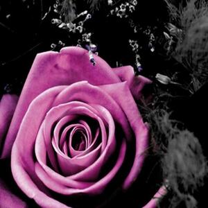 Ozdobný paraván Růže Květiny - 180x170 cm, pětidílný, klasický paraván