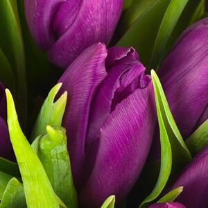 Ozdobný paraván Fialové tulipány - 145x170 cm, čtyřdílný, klasický paraván