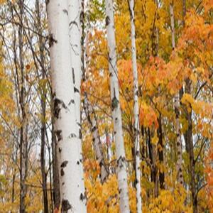 Ozdobný paraván, Březový les na podzim - 145x170 cm, čtyřdílný, klasický paraván