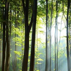 Ozdobný paraván Příroda lesa - 145x170 cm, čtyřdílný, klasický paraván