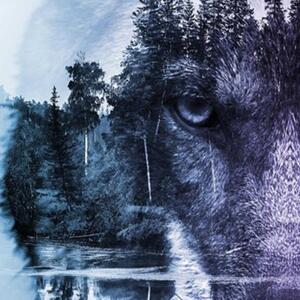 Ozdobný paraván Lesní vlk Zvířata Příroda - 180x170 cm, pětidílný, klasický paraván