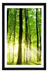 Plakát s paspartou svěží zelený les