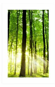 Plakát s paspartou svěží zelený les