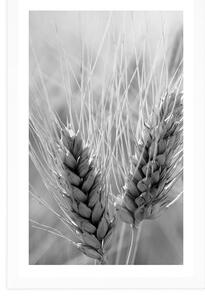 Plakát s paspartou pšeničné pole v černobílém provedení