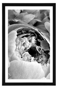 Plakát s paspartou černobílé lupínky květu