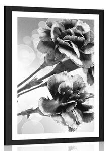 Plakát s paspartou květ karafiátu v černobílém provedení