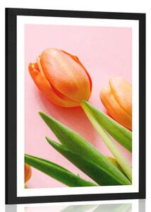Plakát s paspartou elegantní tulipán