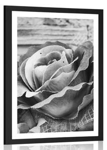 Plakát s paspartou elegantní vintage růže v černobílém provedení
