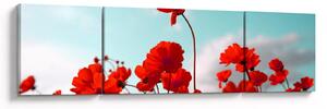 Obraz pole s jasně červenými květy (170x50 cm)