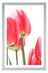 Plakát s paspartou červené polní tulipány