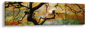 Obraz žlutého japonského javoru, Portland, Oregon (170x50 cm)