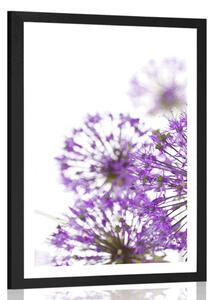 Plakát s paspartou kvetoucí fialové květy česneku
