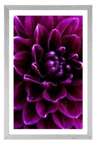 Plakát s paspartou purpurovo-fialový květ