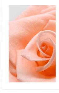 Plakát s paspartou růže v broskvovém odstínu