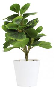Umělá rostlina SEMELA peperomia 875026 30 cm